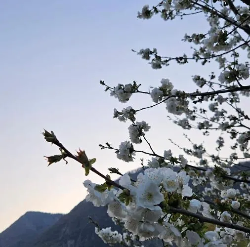 L'airone Cenerino Canzo