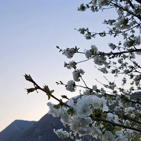 L'airone Cenerino Canzo